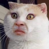 全是貓搞笑qq表情包下載 綠色版 