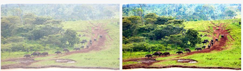 蛋花美照畫質(zhì)精修器