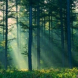 迷失無人島 v2.34 安卓版 