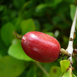 神秘果商戶版下載 v1.0.20160922 官方免費(fèi)版 