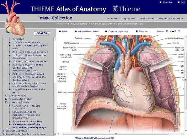 THIEME Atlas of Anatomy