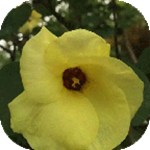 內(nèi)科護(hù)理學(xué)試題及答案手機(jī)版 v3.0 安卓版 