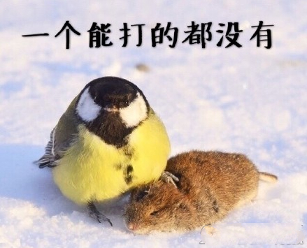 大山雀霸氣表情包