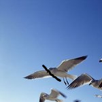 情人租賃海報(bào)生成器下載 V1.0 免費(fèi)版 