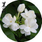 茉莉音樂下載器免費下載 v3.3.9.4 綠色版 