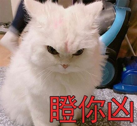 眨眼兇貓咪表情包