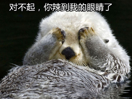 水獺可愛表情包