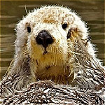 水獺可愛表情包 無水印版 