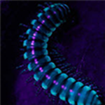 繪制關(guān)節(jié)綁定工具下載 V1.0 綠色免費版 